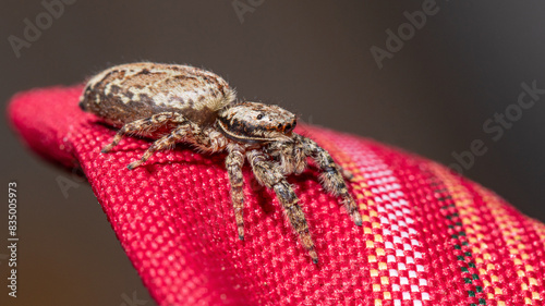 Springspinne photo