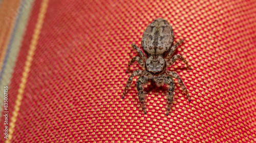 Rindenspringspinne photo