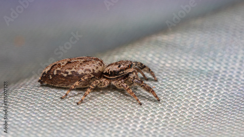 Springspinne photo