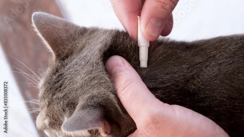 The owner applies flea and tick drops to the withers of a gray tabby cat . Animal care concept.