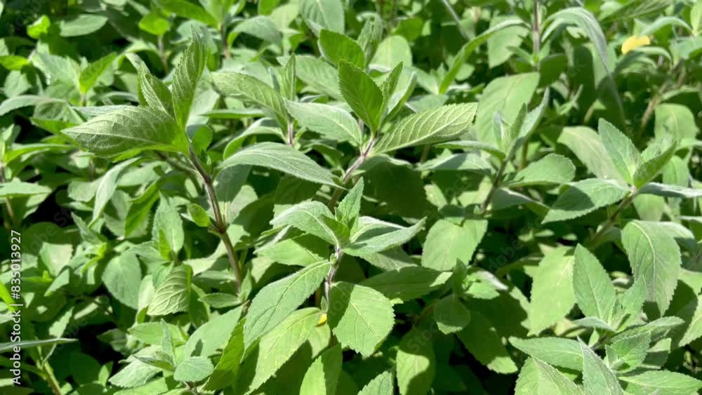 Green mint bushes grow in the garden Green mint bushes grow in the garden