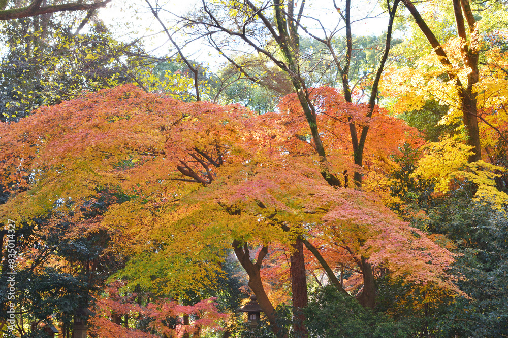 Fototapeta premium 下鴨神社の紅葉