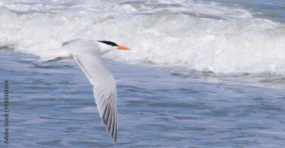 Seagull flying over the water Seagull flying over the water