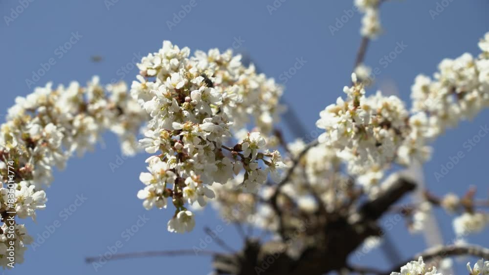 Bees pollinating flowers on a cherry tree in the spring Bees pollinating flowers on a cherry tree in the spring