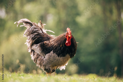 Majestic rooster eating grass in a garden. 