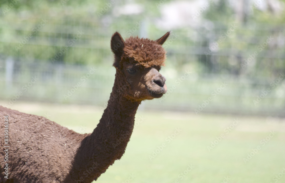 Obraz premium Alpaka