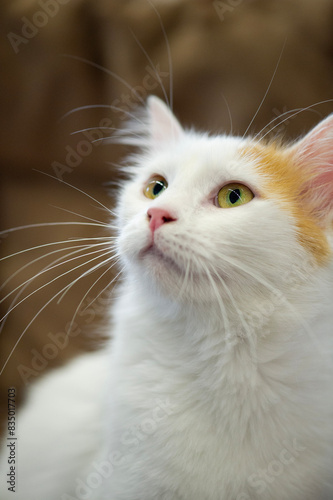 Porträt einer Türkisch Van Katze photo
