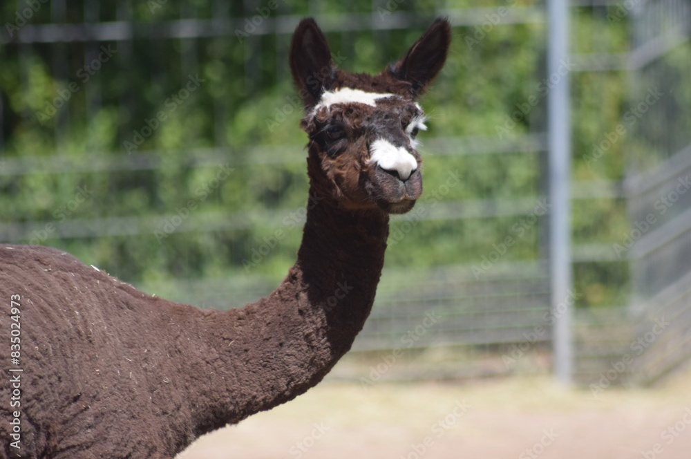 Obraz premium Alpaka