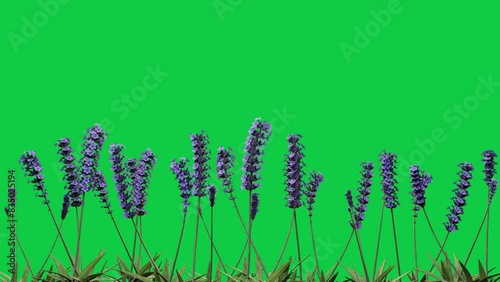 lavender flower blossom grow animation green screen