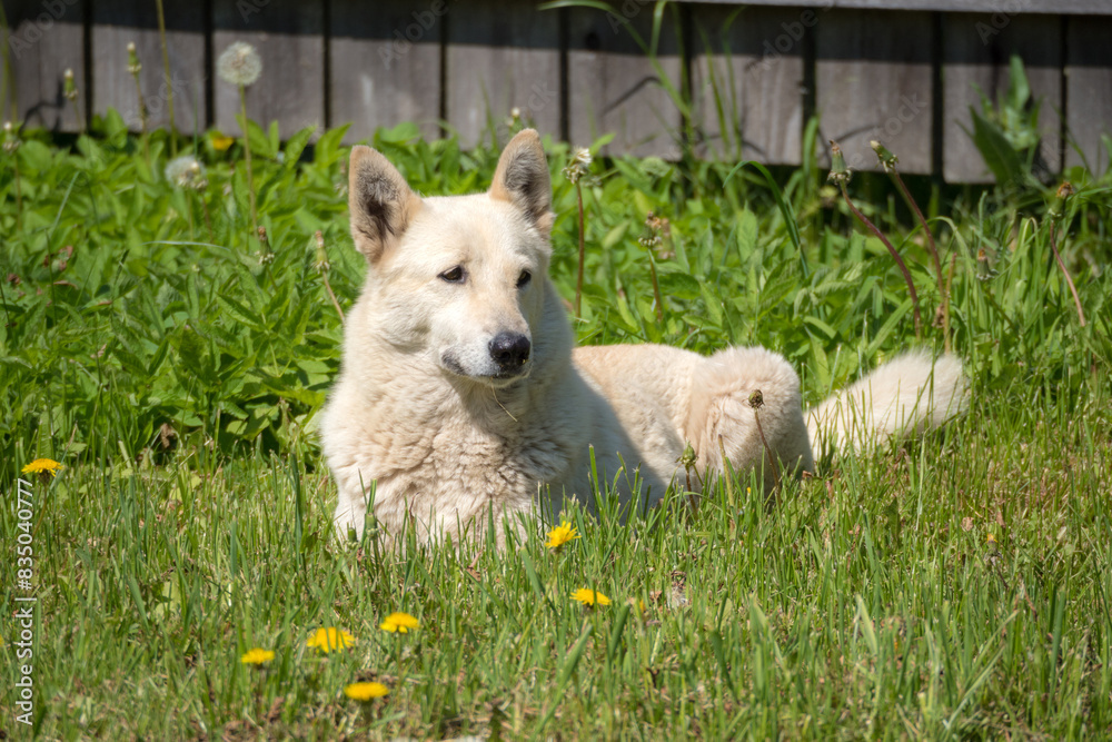 Obraz premium Laika dog on green spring grass