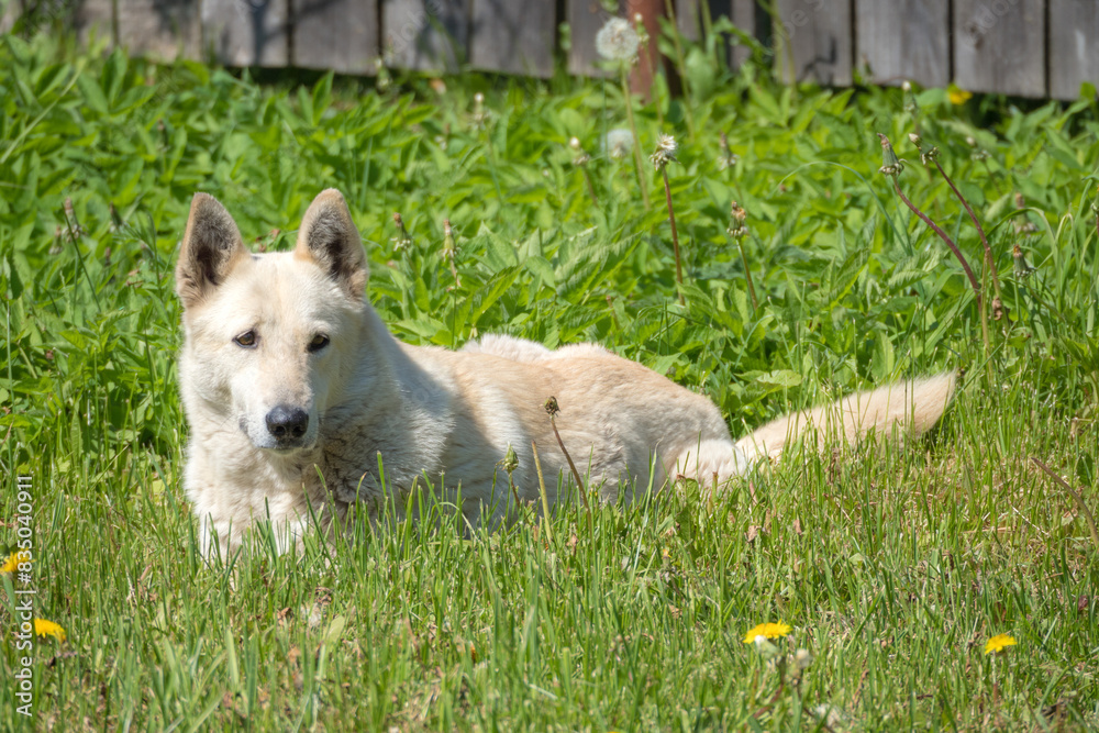 Fototapeta premium dog on green spring grass