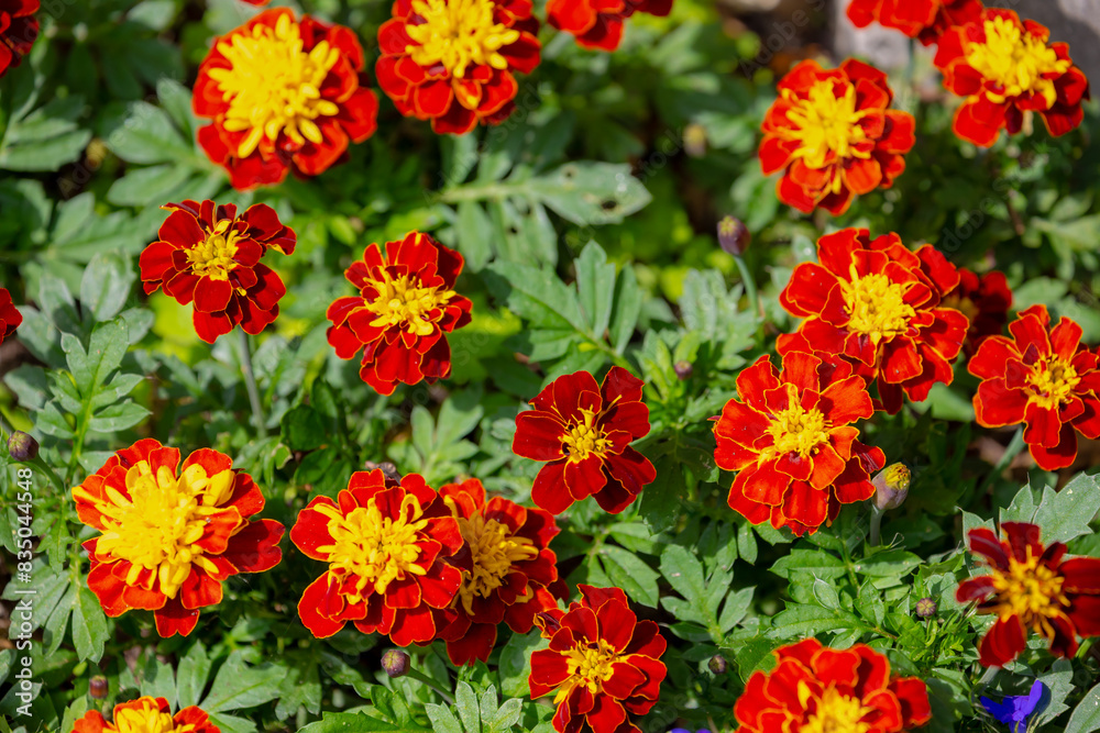 Selective focus of dark red orange flowers with green leaves in the garden, Tagetes erecta the Mexican marigold or Aztec marigold is a species of the genus Tagetes, Natural greenery, Floral background Selective focus of dark red orange flowers with green leaves in the garden, Tagetes erecta the Mexican marigold or Aztec marigold is a species of the genus Tagetes, Natural greenery, Floral background