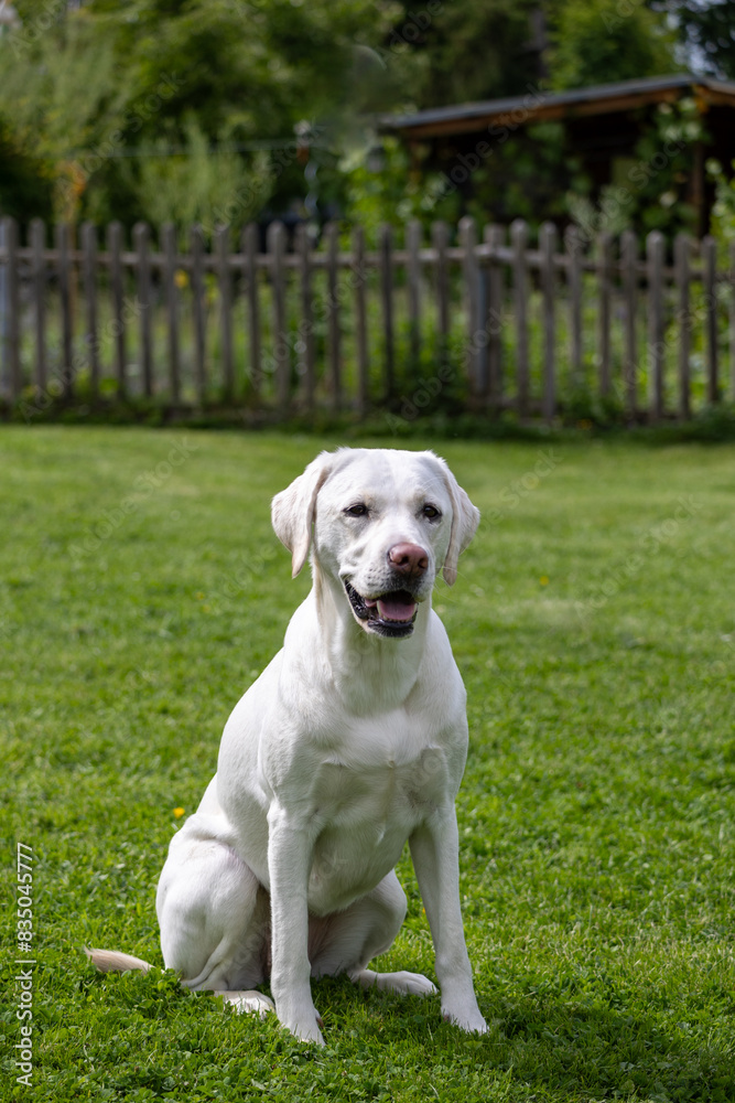 A white Labrador sits in the grass A white Labrador sits in the grass