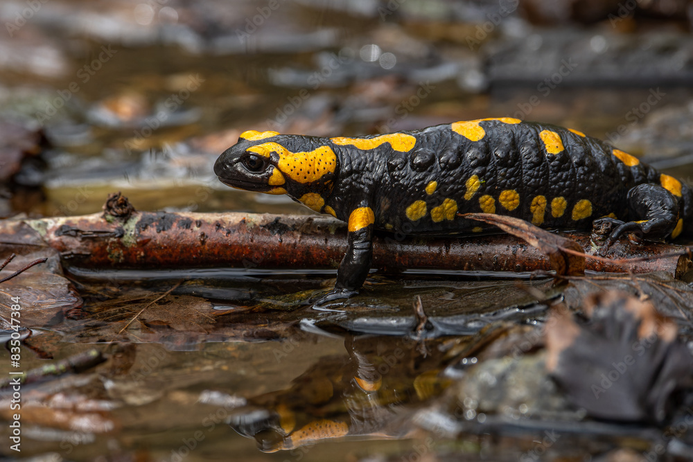 Fototapeta premium seitliche Nahaufnahme eines Feuersalamanders (Salamandra salamandra), gelbe Flecken deutlich erkennbar