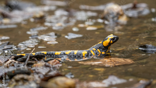 seitliche Nahaufnahme eines Feuersalamanders (Salamandra salamandra), gelbe Flecken sind am gesamten Körper deutlich erkennbar photo
