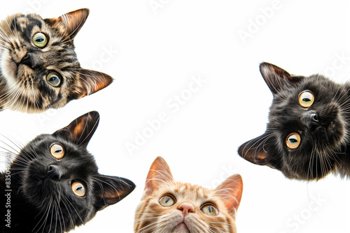 Four cats staring camera eyes open photo