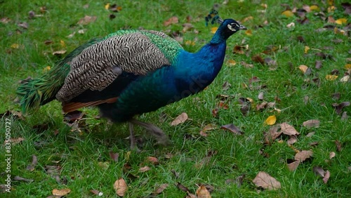 Beautiful peacock walks in the park on the grass and leaves