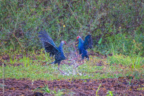 The Purple swamphen is fight in mating season. photo