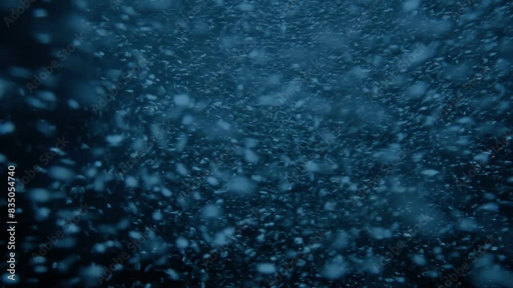 Salmon Swimming Upstream In Strong Current