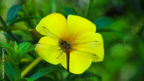 Foto Golden bell flower, golden trumpet flower, buttercup flower or Allamanda cathartica flower