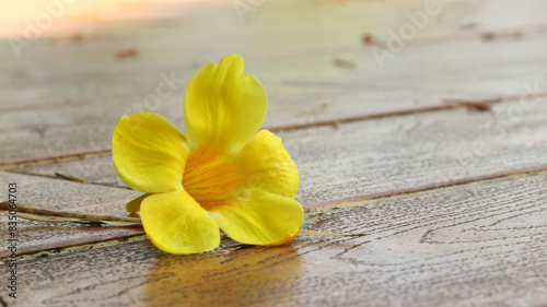 Golden bell flower, golden trumpet flower, buttercup flower or Allamanda cathartica flower. photo