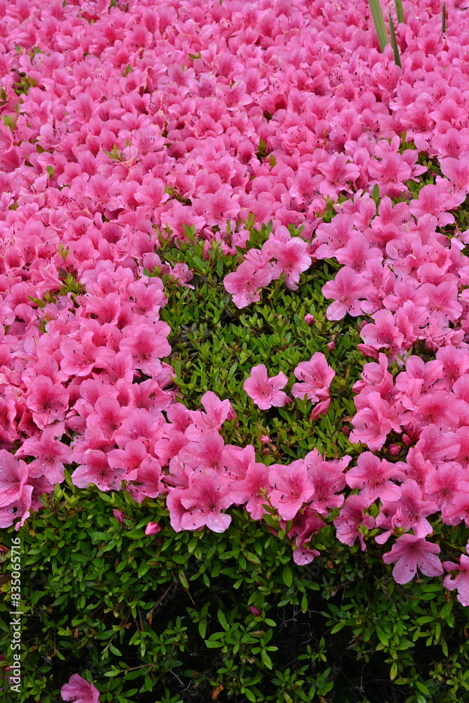 Azalea (Rhododendron) flowers. Ericaceae flowering tree. Flowering season is from April to May. Azalea (Rhododendron) flowers. Ericaceae flowering tree. Flowering season is from April to May.
