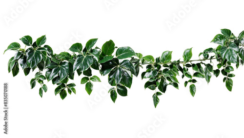 Tropical creeper border hanging isolated on transparent background.