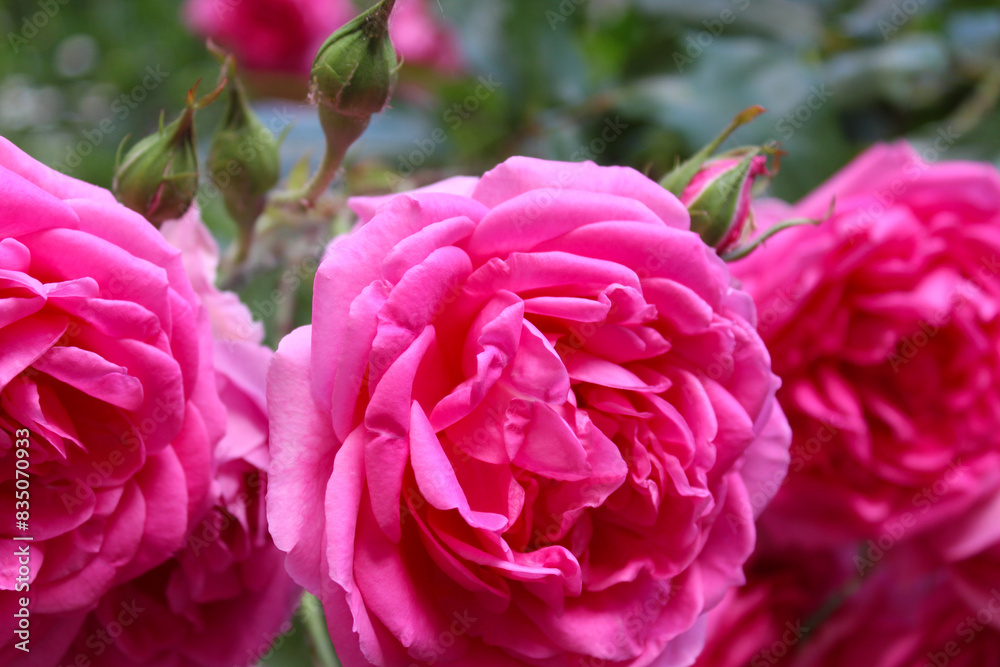 Obraz premium pink rose flower