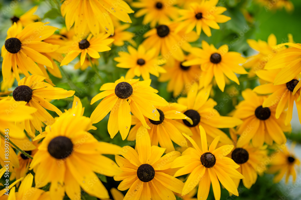 Bright yellow flowers of rudbeckia, commonly known as coneflowers or black eyed susans, in a sunny summer garden. Rudbeckia fulgida or perennial coneflower blossoming outdoors. Bright yellow flowers of rudbeckia, commonly known as coneflowers or black eyed susans, in a sunny summer garden. Rudbeckia fulgida or perennial coneflower blossoming outdoors.