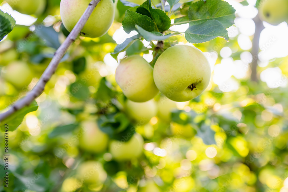 Ripening apples on apple tree branch on warm summer day. Harvesting ripe fruits in an apple orchard. Growing own fruits and vegetables in a homestead. Ripening apples on apple tree branch on warm summer day. Harvesting ripe fruits in an apple orchard. Growing own fruits and vegetables in a homestead.