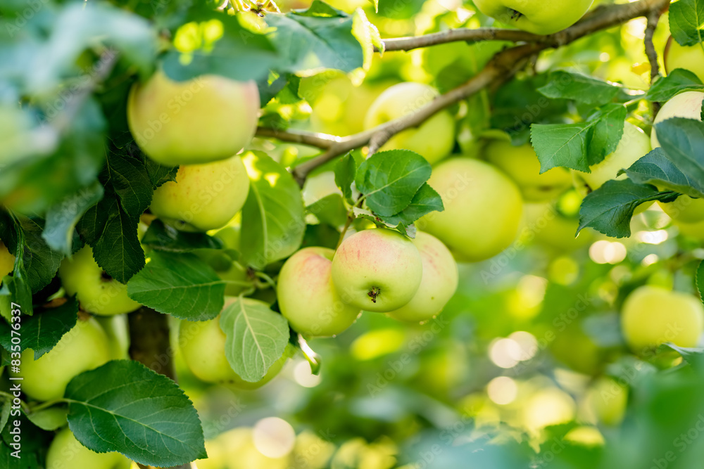 Ripening apples on apple tree branch on warm summer day. Harvesting ripe fruits in an apple orchard. Growing own fruits and vegetables in a homestead. Ripening apples on apple tree branch on warm summer day. Harvesting ripe fruits in an apple orchard. Growing own fruits and vegetables in a homestead.