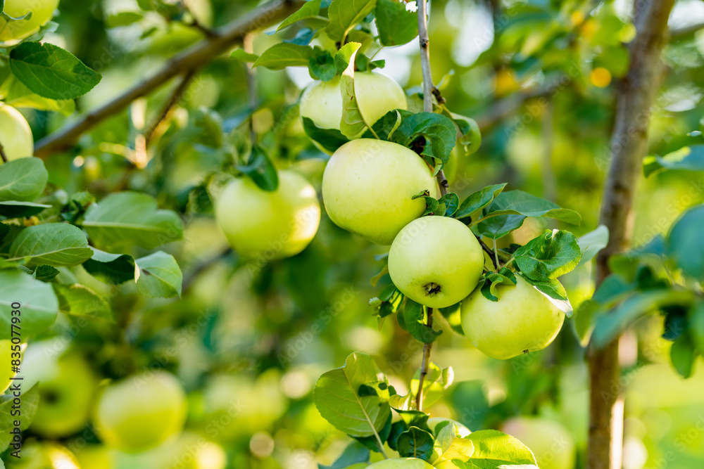 Ripening apples on apple tree branch on warm summer day. Harvesting ripe fruits in an apple orchard. Growing own fruits and vegetables in a homestead. Ripening apples on apple tree branch on warm summer day. Harvesting ripe fruits in an apple orchard. Growing own fruits and vegetables in a homestead.