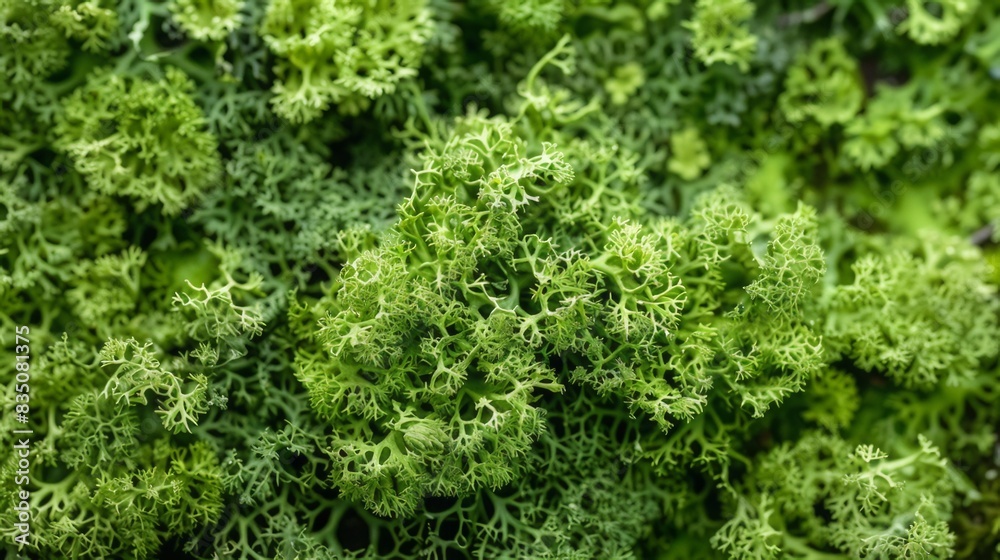Green moss photo texture background from above. Realistic macro shoot. Modern eco friendly decor natural background. Symbol of sustainability. Wallpaper, Texture. Green moss photo texture background from above. Realistic macro shoot. Modern eco friendly decor natural background. Symbol of sustainability. Wallpaper, Texture.