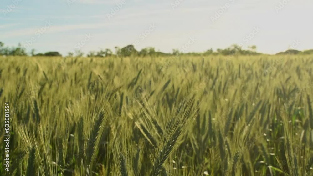 Wheat field moving in the wind. Wheat field moving in the wind.