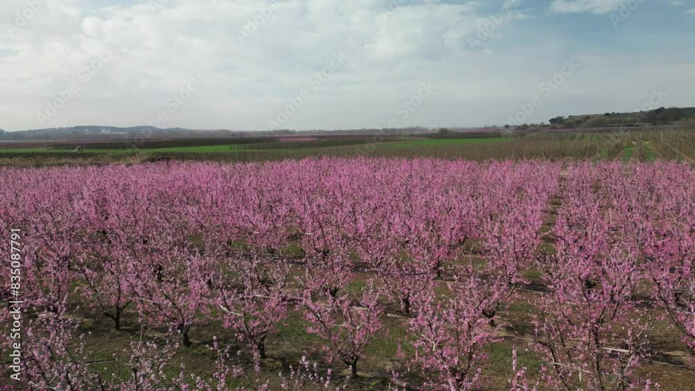 Aerial view of peach trees flourishing in Spain