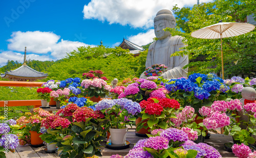 Photos 壺阪寺のあじさゐ回廊が満開