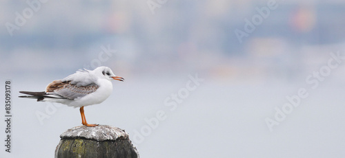 The mystery of the solitary seagull photo