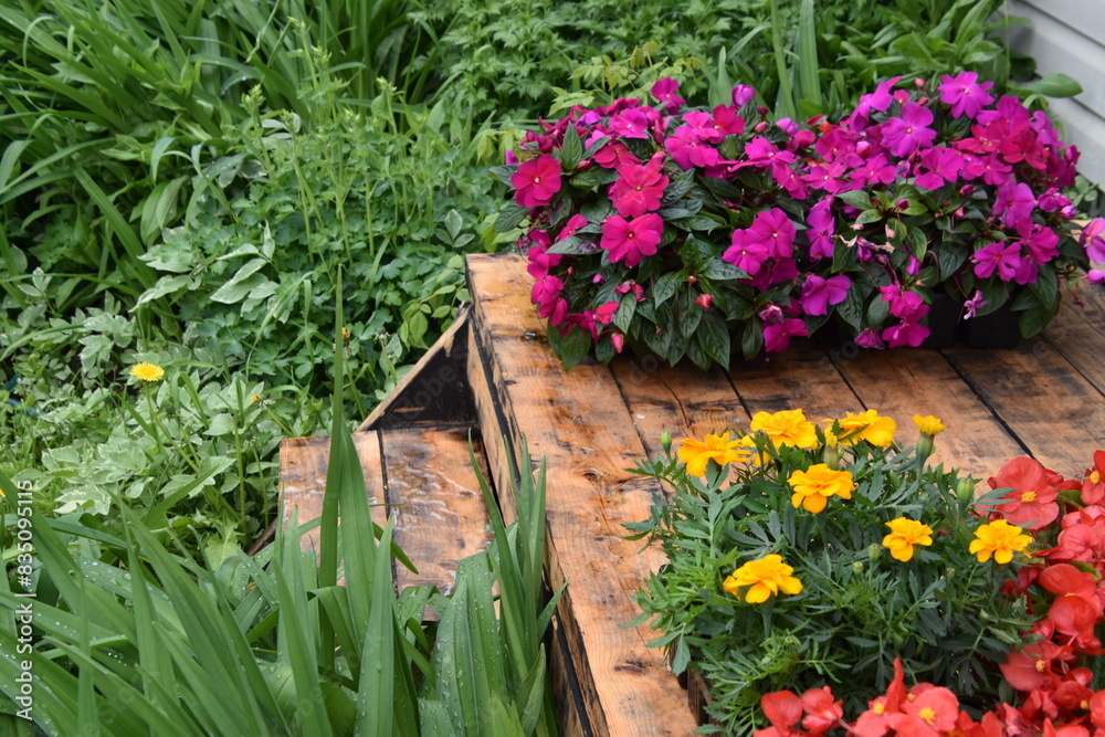 Fototapeta premium Flowers in the garden, Sainte-Apolline, Québec, Canada