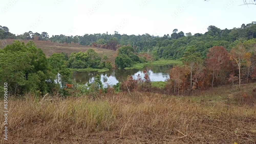 swamp marsh pond in tropical forest jungle