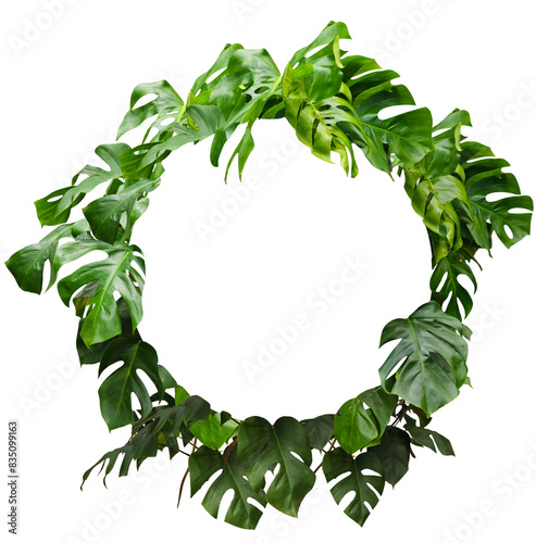 Couronne de plante de monstera isolé sur fond transparent et vide pour illustration, composition digitale, paysager, dessins d'architecture, décoration de carte 