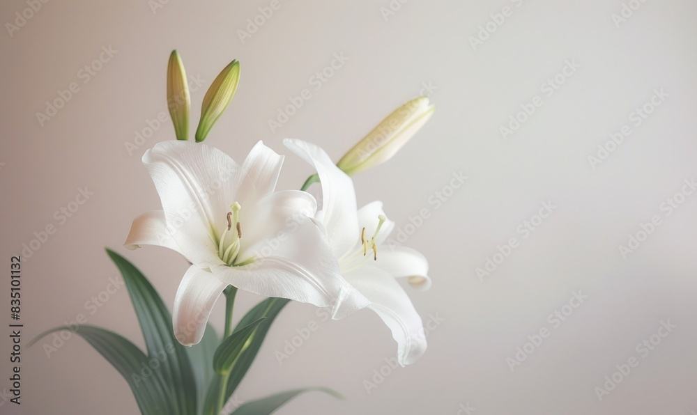 Obraz premium Lilies on light background