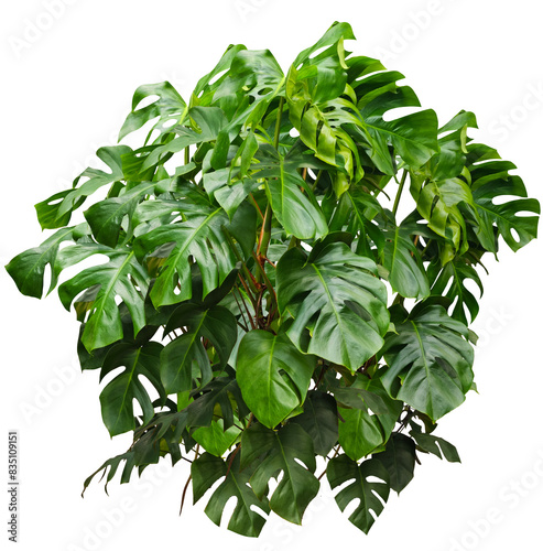 Grande plante d'intérieur monstera isolé de face sur fond transparent pour illustrations, compositions digitales, plans d'aménagement paysager, dessins d'architecture ou décoration