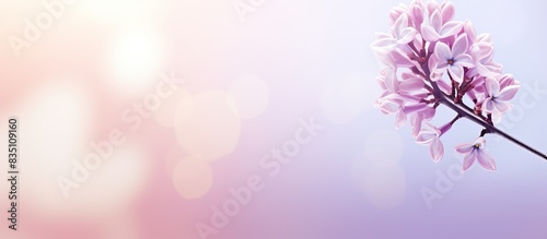 A closed lilac bud in a soft neutral shade is set on a blurred background  ideal for wedding invites or vintage wallpapers with ample copy space image.