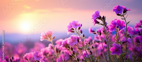 Fototapeta Naklejka Na Ścianę i Meble -  Vibrant purple and pink flowers in bloom with a scenic background, perfect for a copy space image.