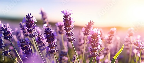 Close-up of a lavender flower in a sunlit lavender field with copy space image.