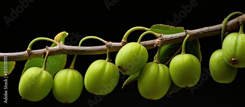 Close-up view of unripe cordia dichotoma (Gundi) tree fruits, with copy space image photo