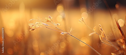 Morning sunlight illuminates a grass flower's golden edge in a captivating copy space image.