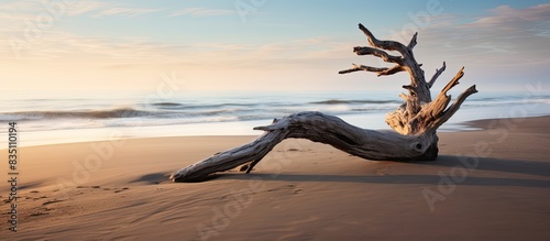 A weathered tree trunk rests on the sandy shore  with ample copy space image.