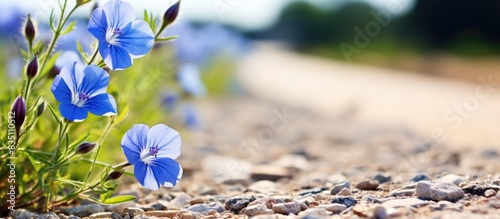 Blue flax flowers blooming gracefully alongside a gravel roadside, perfect for a copy space image. photo