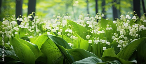Spring forest scene with li...